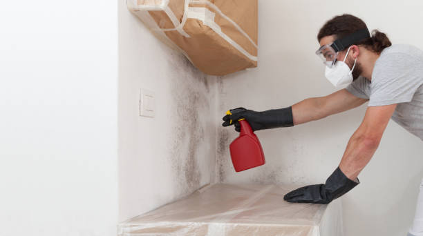 Professional Basement Mold Remediation technician working in Williamsburg, PA