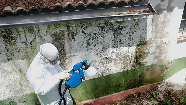 Top rated local Basement Mold Remediation specialists in Williamsburg, PA